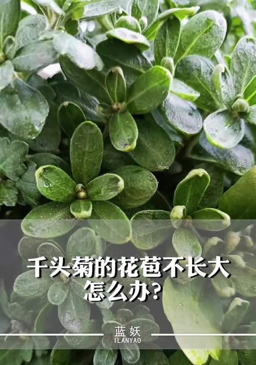 小树苗僵苗怎么办？如何有效解决僵苗问题？