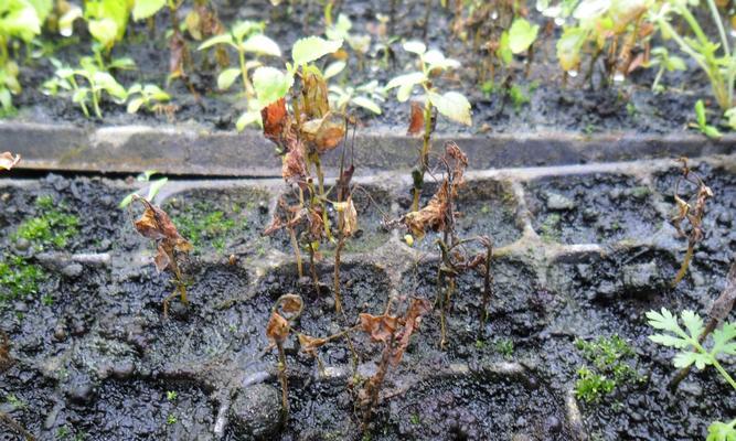 小树苗僵苗怎么办？如何有效解决僵苗问题？