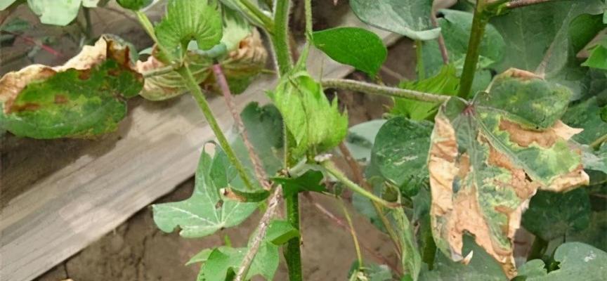 小树苗僵苗怎么办？如何有效解决僵苗问题？