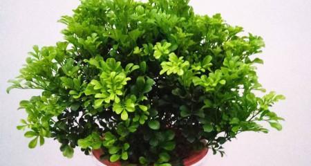 米兰的养殖方法有哪些?养殖米兰需要注意什么? 米兰的养殖方法有哪些?养殖米兰需要注意什么?