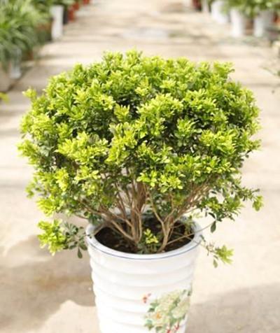 米兰的养殖方法有哪些？养殖米兰需要注意什么？