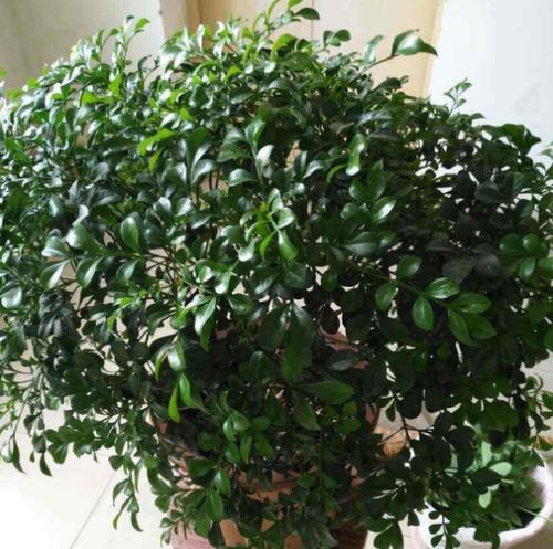 米兰的养殖方法有哪些?养殖米兰需要注意什么? 米兰的养殖方法有哪些?养殖米兰需要注意什么?