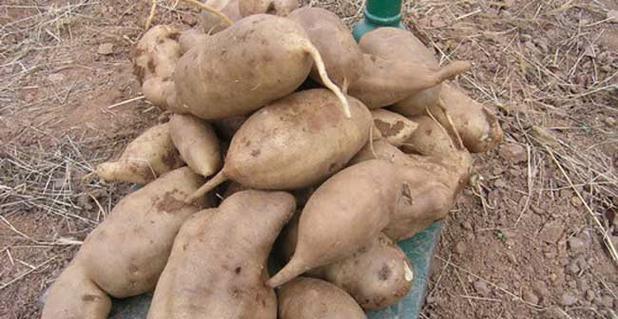 雪莲果哪里产的最好？全球优质产地有哪些？