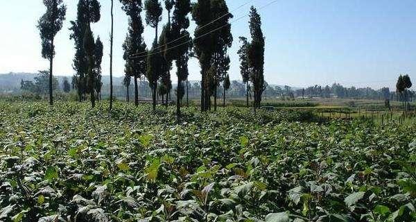 雪莲果哪里产的最好？全球优质产地有哪些？