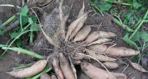 雪莲果哪里产的最好？全球优质产地有哪些？