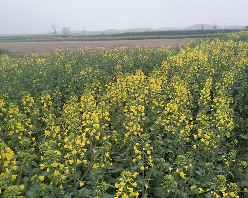 油菜花水养可行吗？水培油菜花的正确方法是什么？