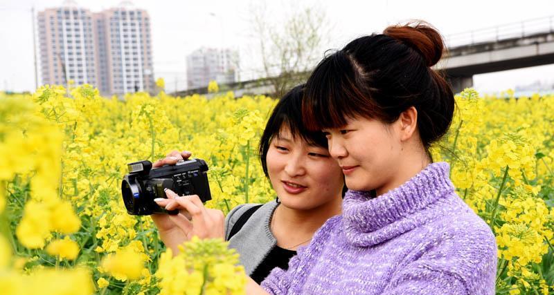 油菜花水养可行吗？水培油菜花的正确方法是什么？