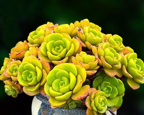 山地玫瑰花语——爱情的象征（探寻山地玫瑰花的深意）