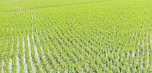 水稻生长需要哪些环境条件？其生长特点是什么？