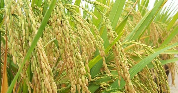 水稻生长需要哪些环境条件？其生长特点是什么？