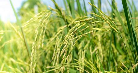 水稻生长需要哪些环境条件？其生长特点是什么？