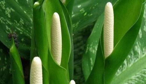 万年青开花的寓意与预兆（探索万年青开花的象征意义与前兆征兆）