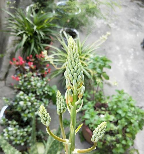 芦荟开花代表什么？芦荟开花的含义是什么？