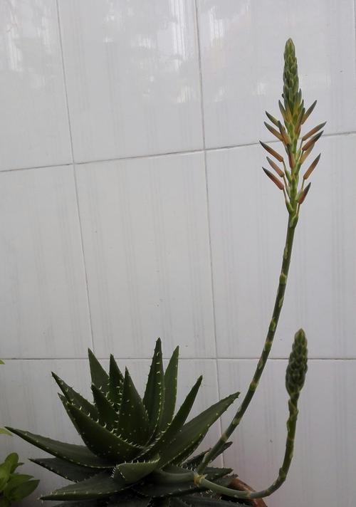 芦荟开花代表什么？芦荟开花的含义是什么？