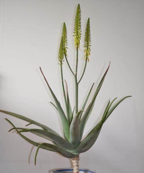 芦荟开花代表什么？芦荟开花的含义是什么？