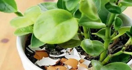 鸡蛋液可以浇花吗？使用鸡蛋液对植物有哪些好处？