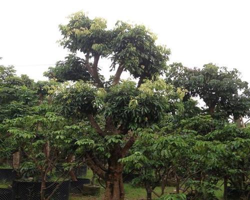 荔枝树可以种在家门口吗？种植条件和注意事项是什么？