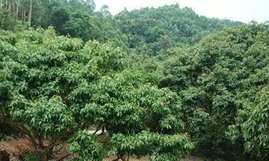 荔枝树可以种在家门口吗？种植条件和注意事项是什么？