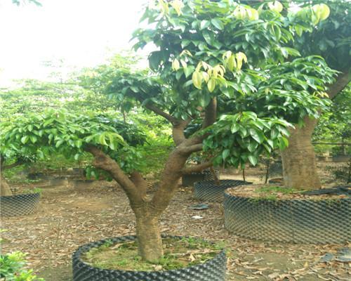 荔枝树可以种在家门口吗？种植条件和注意事项是什么？