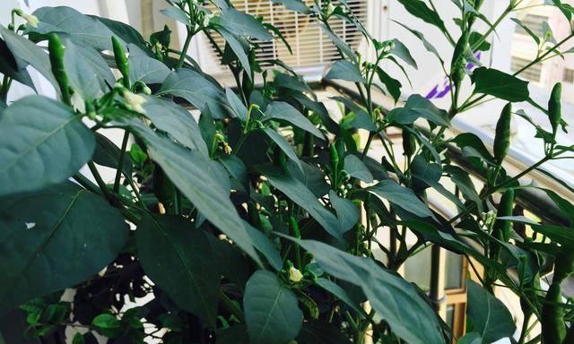 朝天椒冷冻保存的正确方法是什么？冷冻后会影响口感吗？