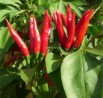 朝天椒冷冻保存的正确方法是什么？冷冻后会影响口感吗？