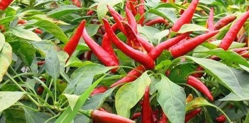 朝天椒冷冻保存的正确方法是什么？冷冻后会影响口感吗？