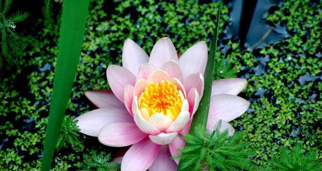 水百合的花语——纯洁与希望(探秘水百合的含义及象征意义)