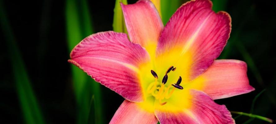 水百合的花语——纯洁与希望（探秘水百合的含义及象征意义）