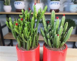 珊瑚棒养殖方法是什么？养殖过程中应注意哪些问题？