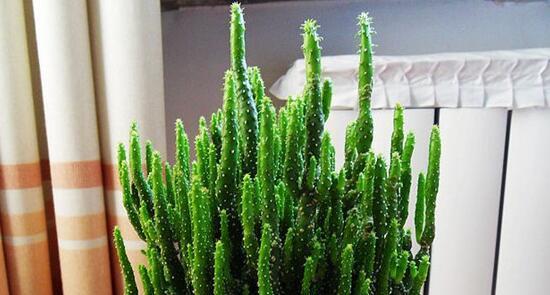 珊瑚棒养殖方法是什么？养殖过程中应注意哪些问题？