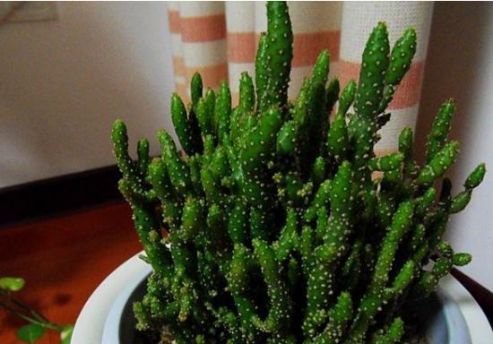 珊瑚棒养殖方法是什么？养殖过程中应注意哪些问题？