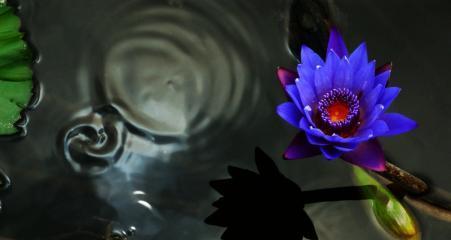 蓝莲花（探索蓝莲花的象征意义和其代表人物）