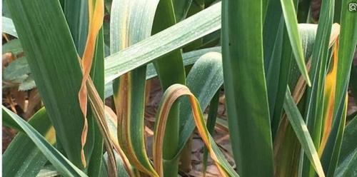 大蒜花叶病症状是什么？如何有效防治？