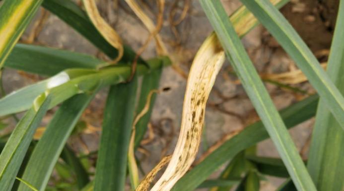 大蒜花叶病症状是什么？如何有效防治？