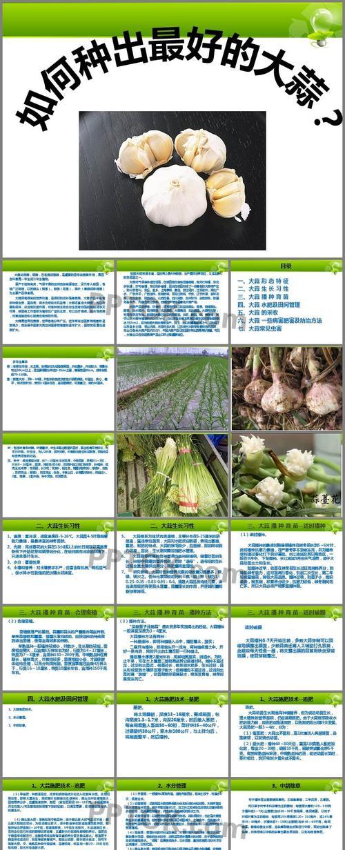 大蒜花叶病症状是什么？如何有效防治？