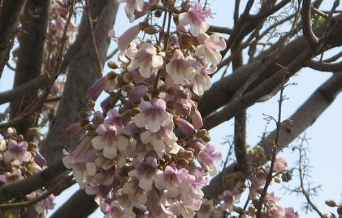 梧桐是哪个市的市树？梧桐树作为市树的城市有哪些？