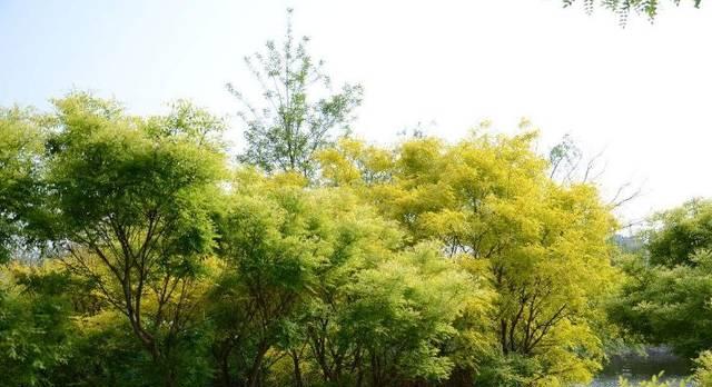 梧桐是哪个市的市树？梧桐树作为市树的城市有哪些？