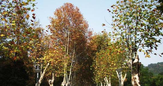 梧桐是哪个市的市树？梧桐树作为市树的城市有哪些？