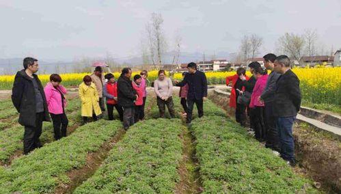 元胡种植条件是什么?哪些气候区域适合种植元胡?