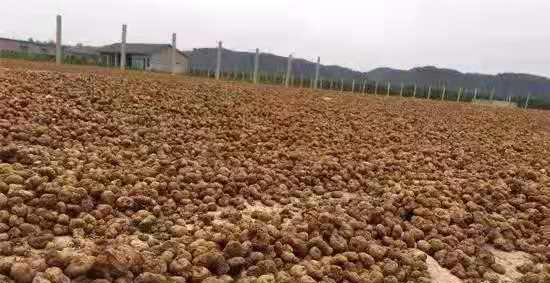 元胡种植条件是什么？哪些气候区域适合种植元胡？