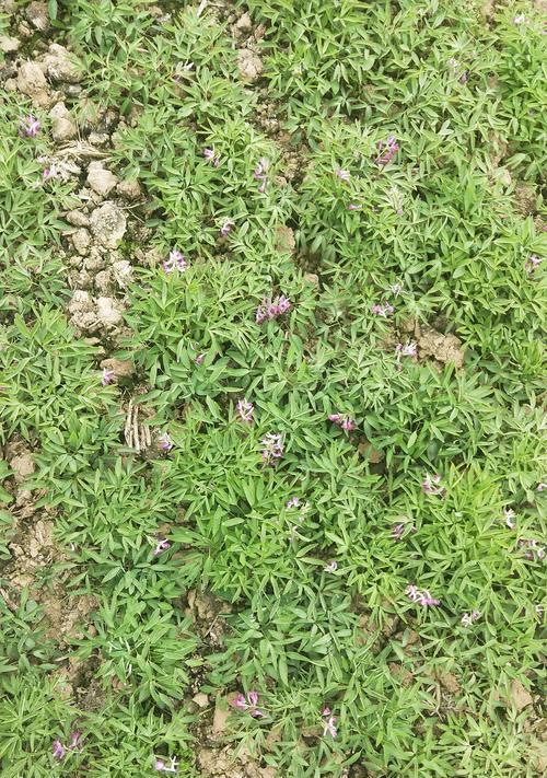 元胡种植条件是什么？哪些气候区域适合种植元胡？