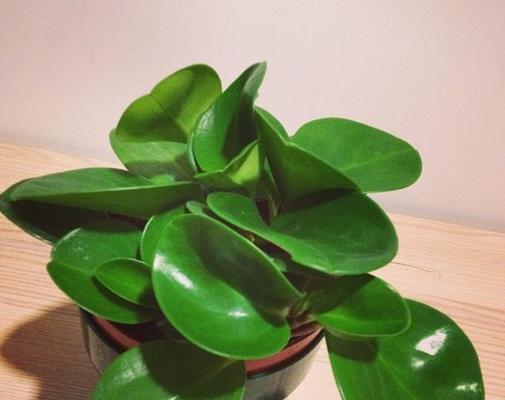 酸奶可以用来浇植物吗?这样做有什么好处和风险?