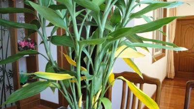 富贵竹开花的风水寓意及其好处（探究富贵竹开花的风水寓意与效益）
