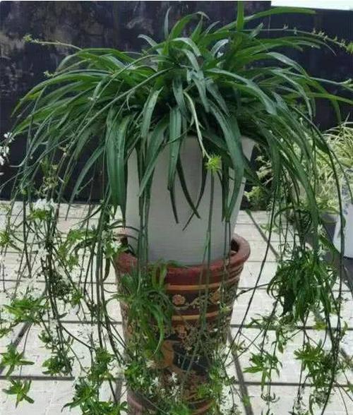 酸奶可以用来浇植物吗?这样做有什么好处和风险? 酸奶可以用来浇植物吗?这样做有什么好处和风险?