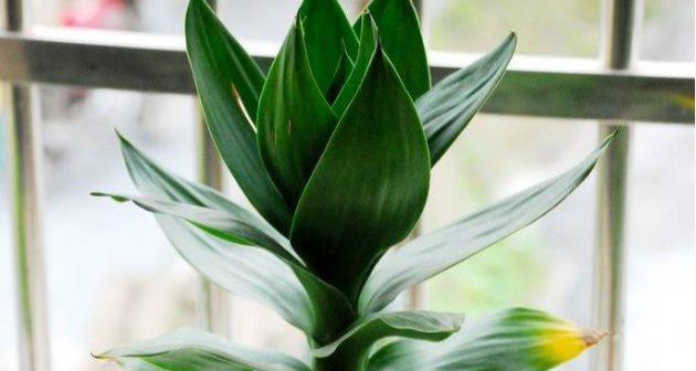 富贵竹开花的风水寓意及其好处（探究富贵竹开花的风水寓意与效益）