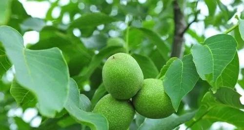 核桃最佳剪枝时间是什么时候？剪枝后如何管理？