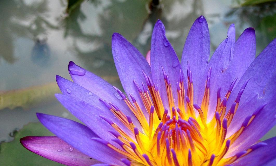 睡莲花骨朵需要多久才能开花？如何正确养护以促进开花？