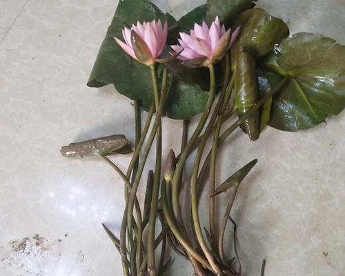 睡莲花骨朵需要多久才能开花？如何正确养护以促进开花？