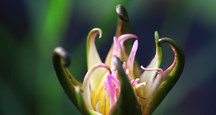 睡莲花骨朵需要多久才能开花？如何正确养护以促进开花？