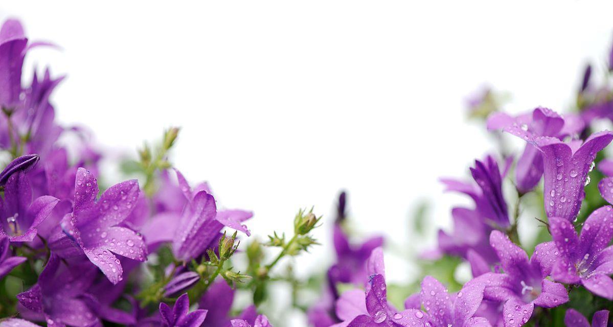 紫色风铃花的寓意与象征（解读紫色风铃花的深刻内涵）